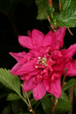 Rubus spectabilis 'Olympic Double' RCP4-10 253.jpg